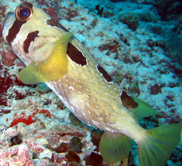 Diodon_Liturosus_Maldives2009_4.jpg