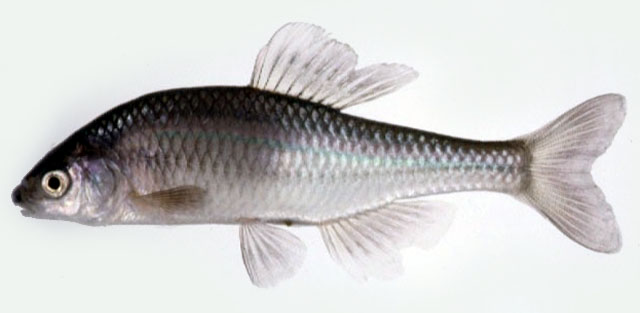 Acheilognathus cyanostigma