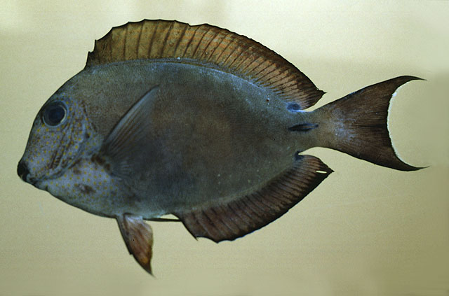 Acanthurus nigrofuscus