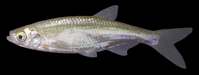 Alburnus hohenackeri