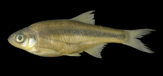 Alburnoides ohridanus