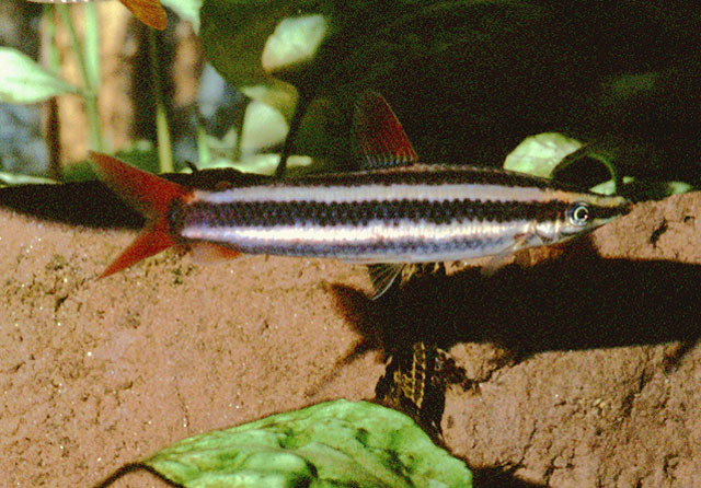 Anostomus anostomus