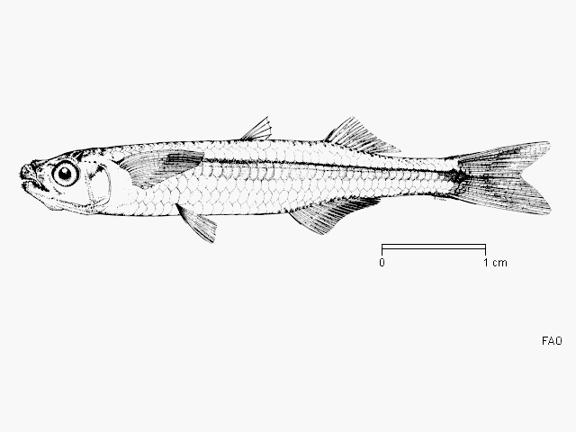 Atherion africanum