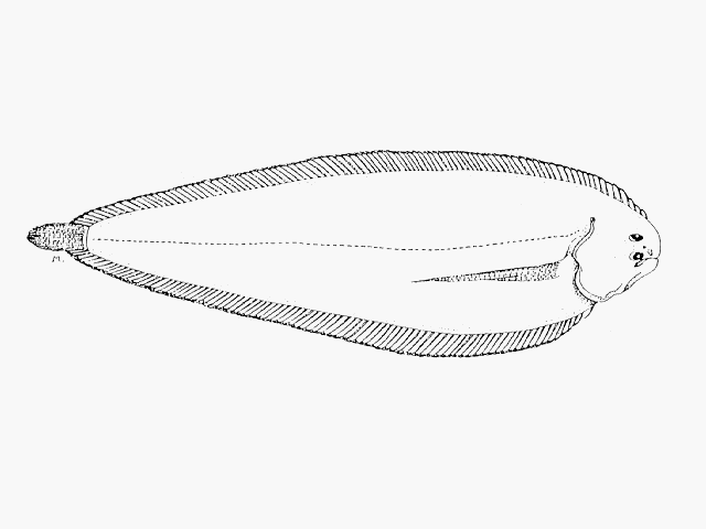 Austroglossus pectoralis