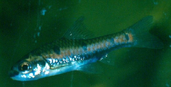 Enteromius erythrozonus