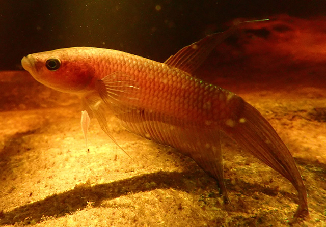 Betta ibanorum