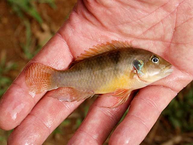 Benitochromis ufermanni