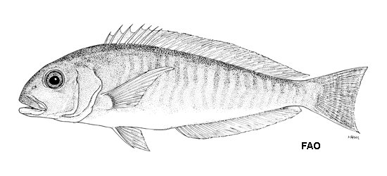 Caulolatilus bermudensis