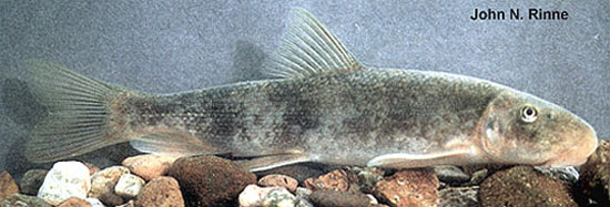 Catostomus clarkii