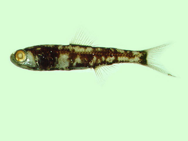 Ceratoscopelus warmingii