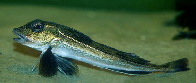 Eutrigla gurnardus