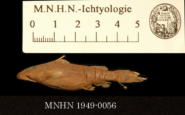 Chiloglanis lamottei