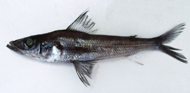 Chlorophthalmus nigromarginatus