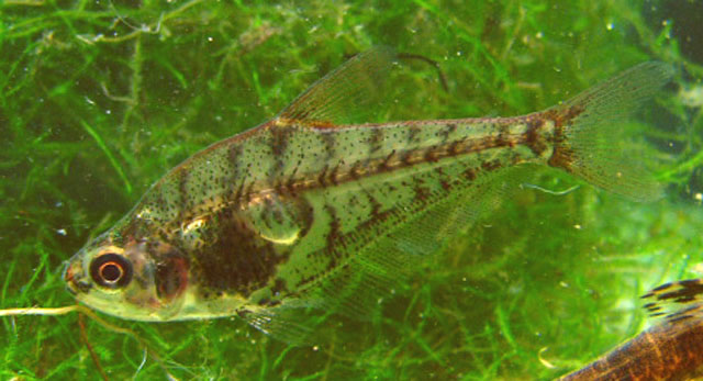 Charax stenopterus