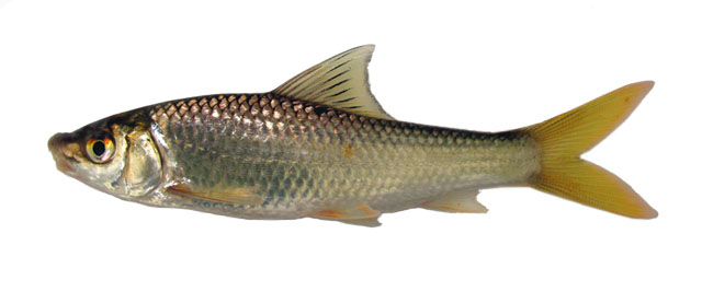 Henicorhynchus entmema