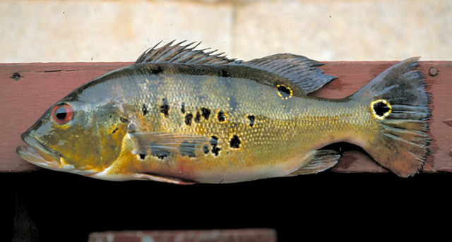 Cichla ocellaris