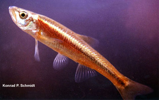 Clinostomus elongatus