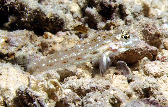 Fusigobius melacron