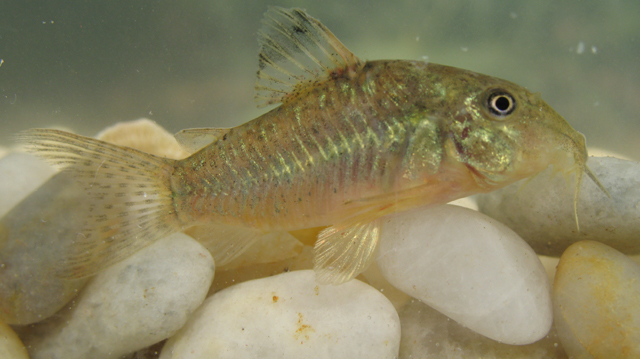 Corydoras vittatus