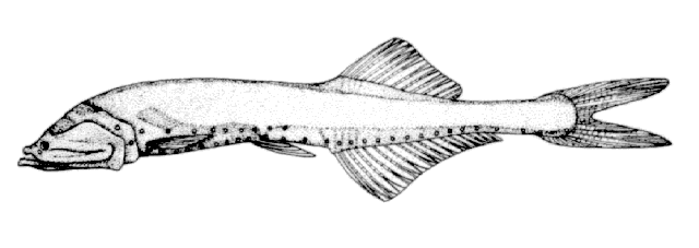 Cyclothone atraria