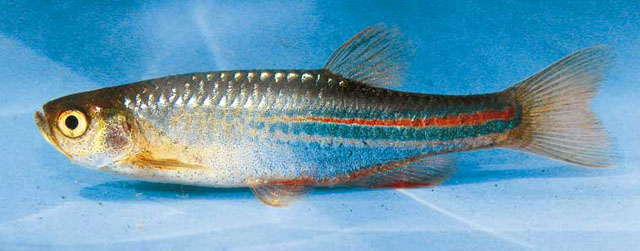 Danio albolineatus