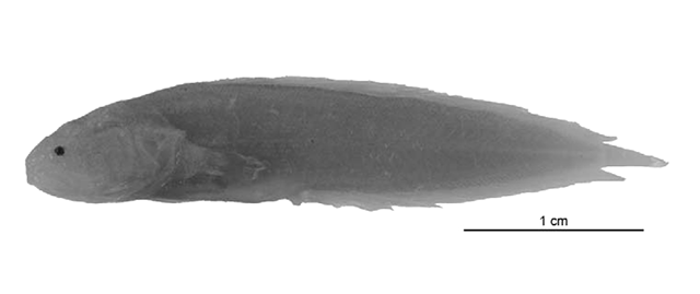 Diancistrus leisi