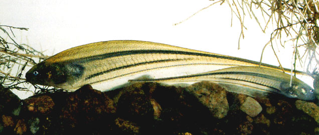 Eigenmannia virescens