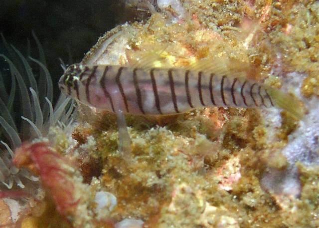 Tigrigobius macrodon