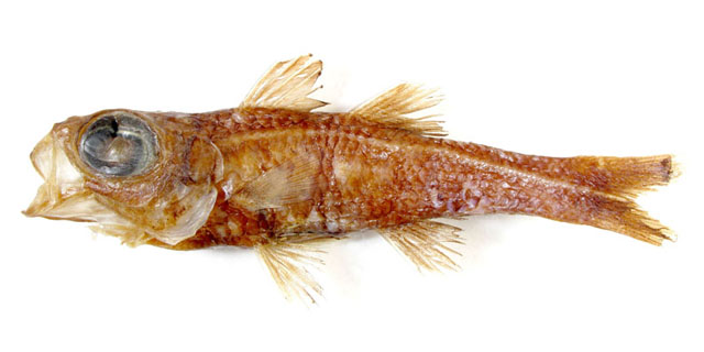 Epigonus exodon