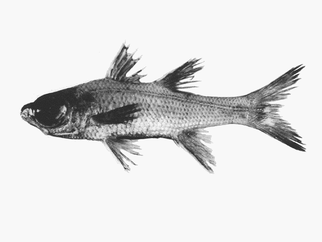 Epigonus lenimen