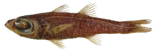 Epigonus mayeri