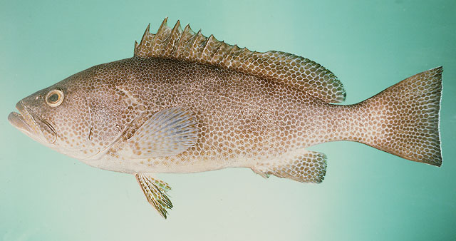 Epinephelus polylepis