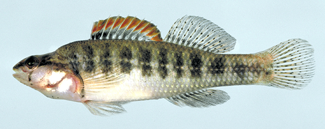 Etheostoma mariae