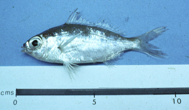 Eucinostomus argenteus