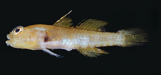 Eviota lentiginosa