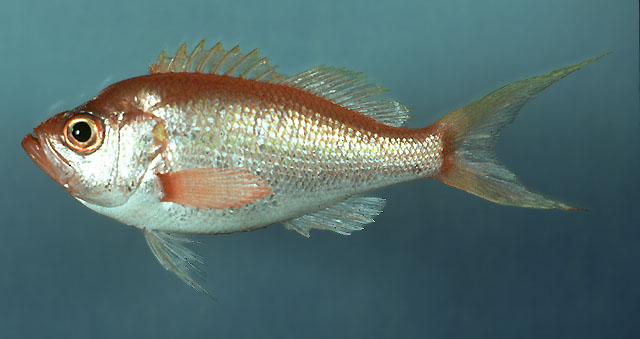 Baldwinella aureorubens