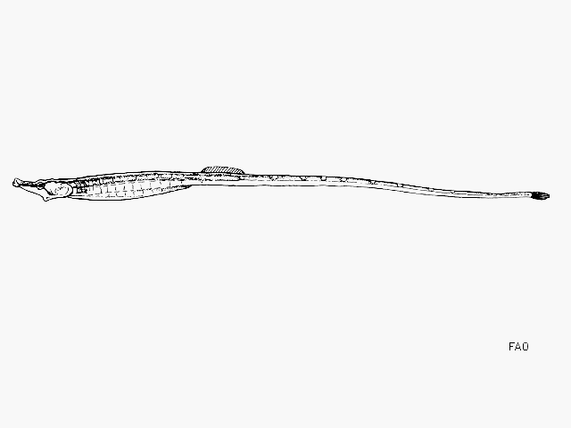 Hippichthys heptagonus