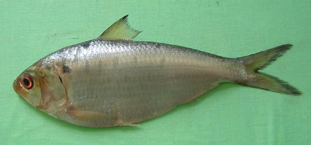 Hilsa kelee