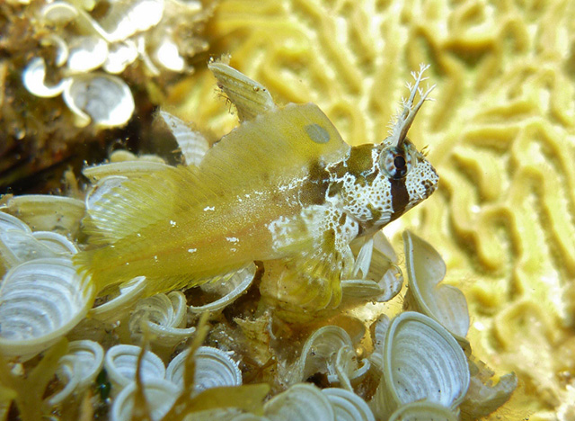 Hypsoblennius exstochilus