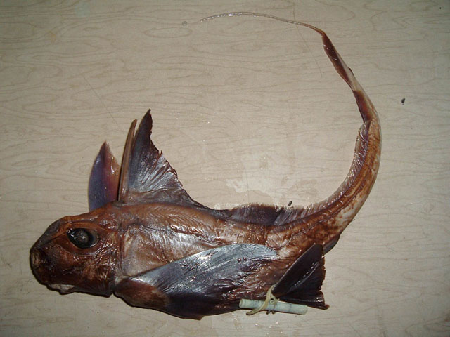 Hydrolagus macrophthalmus