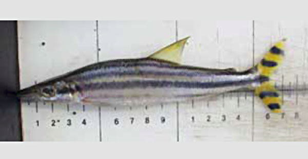 Ichthyborus quadrilineatus