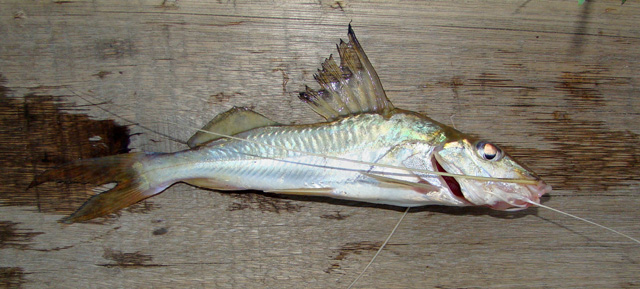 Iheringichthys labrosus