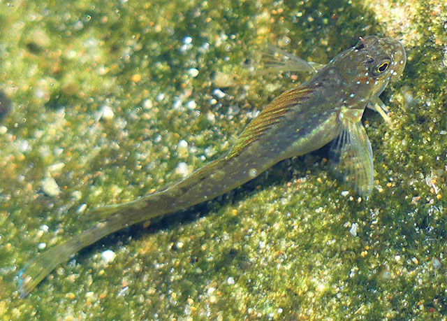 Istiblennius bellus