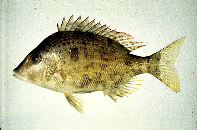 Lethrinus haematopterus