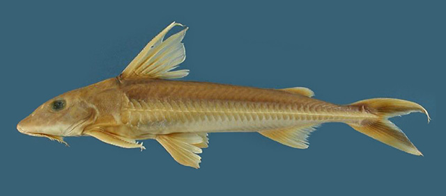 Leptodoras rogersae