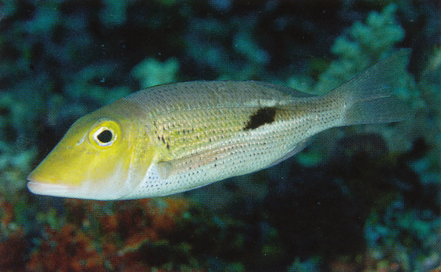 Lethrinus semicinctus