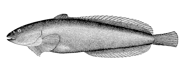 Liparis callyodon