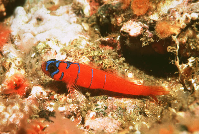 Lythrypnus dalli