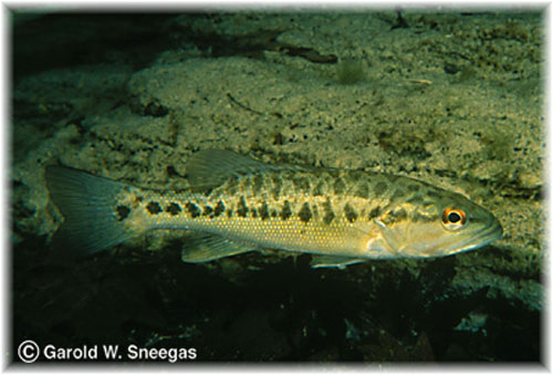 Micropterus treculii