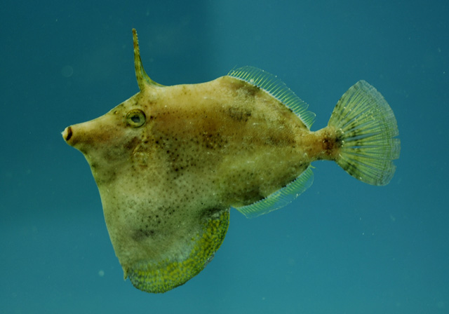 Monacanthus ciliatus